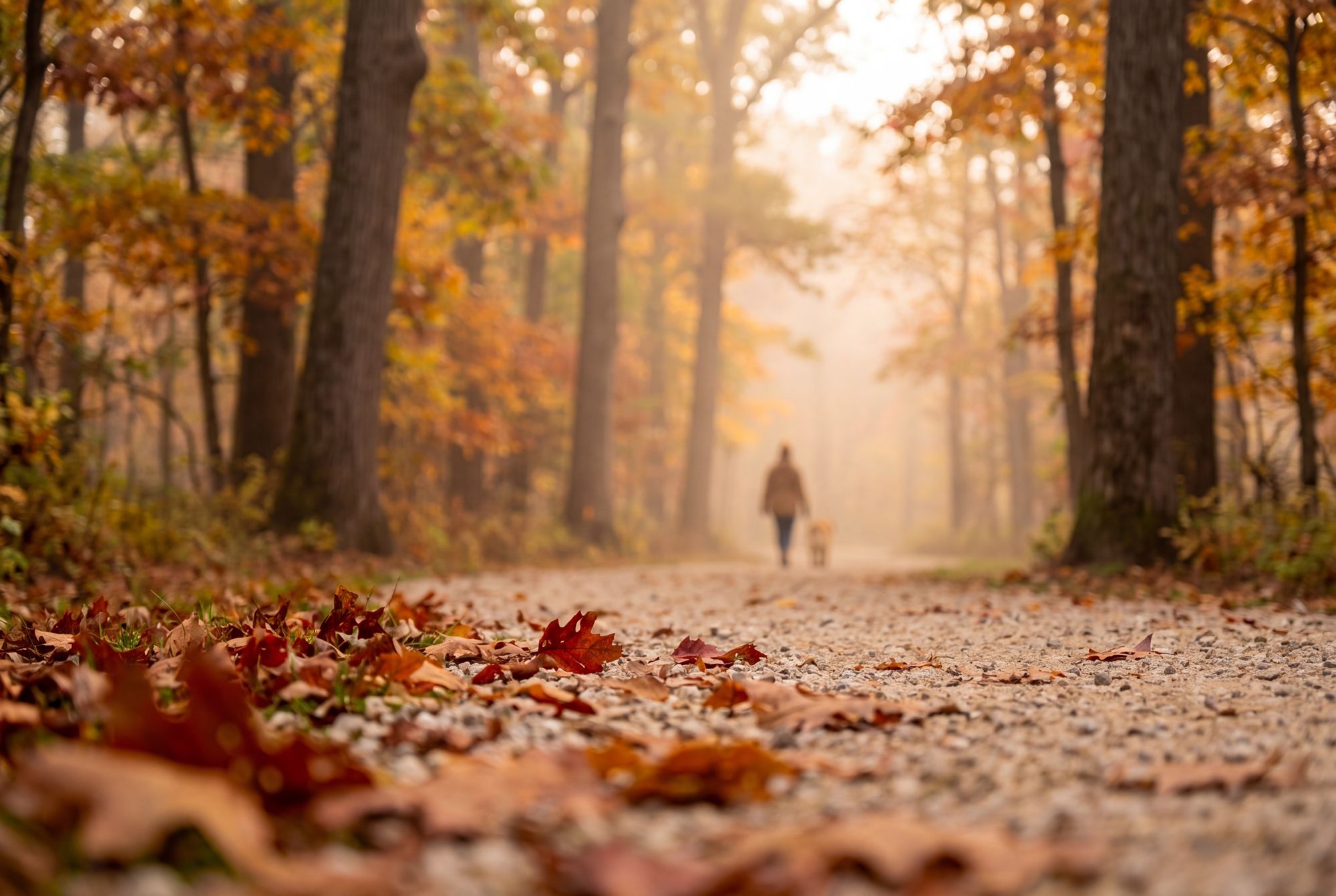 The trail