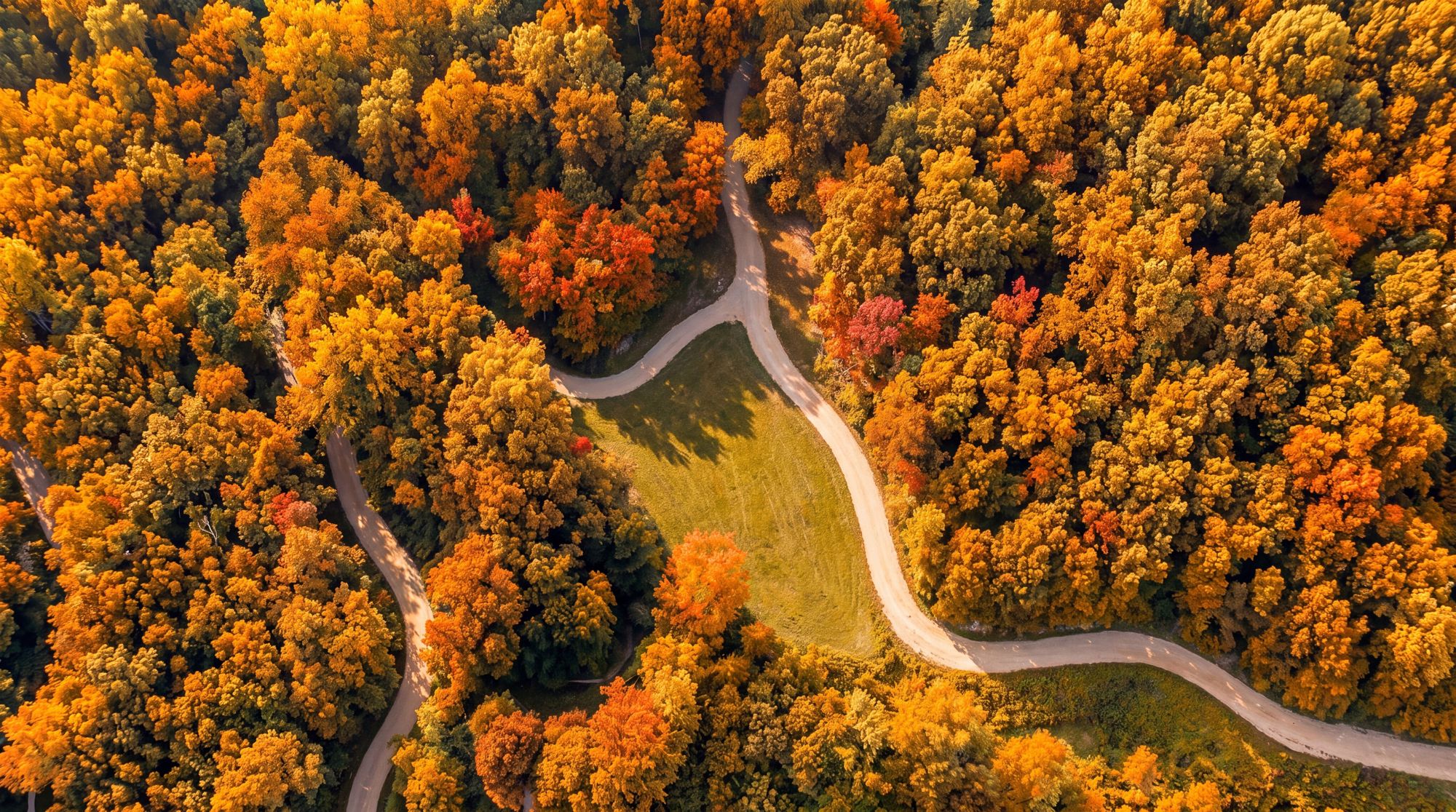 Aerial view of autumn woods crossed by trails